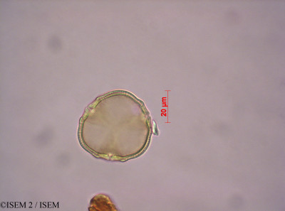 Hoffmannseggia sandersonii - lame n° 42275